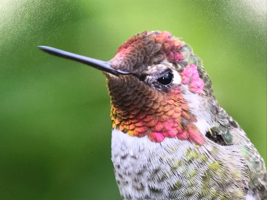 Randy Blackwood Hummingbird Photograph Mounted On Board 18 X 12 [Photo 3]