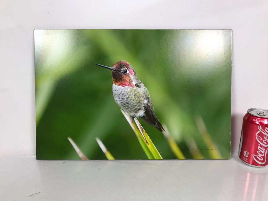 Randy Blackwood Hummingbird Photograph Mounted On Board 18 X 12 [Photo 8]