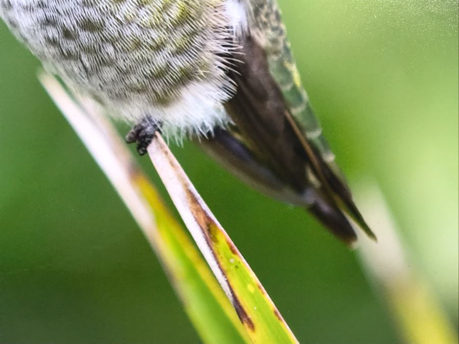 Randy Blackwood Hummingbird Photograph Mounted On Board 18 X 12 [Photo 5]