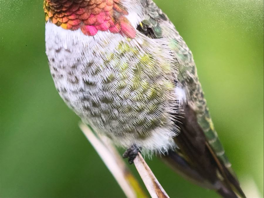 Randy Blackwood Hummingbird Photograph Mounted On Board 18 X 12 [Photo 4]