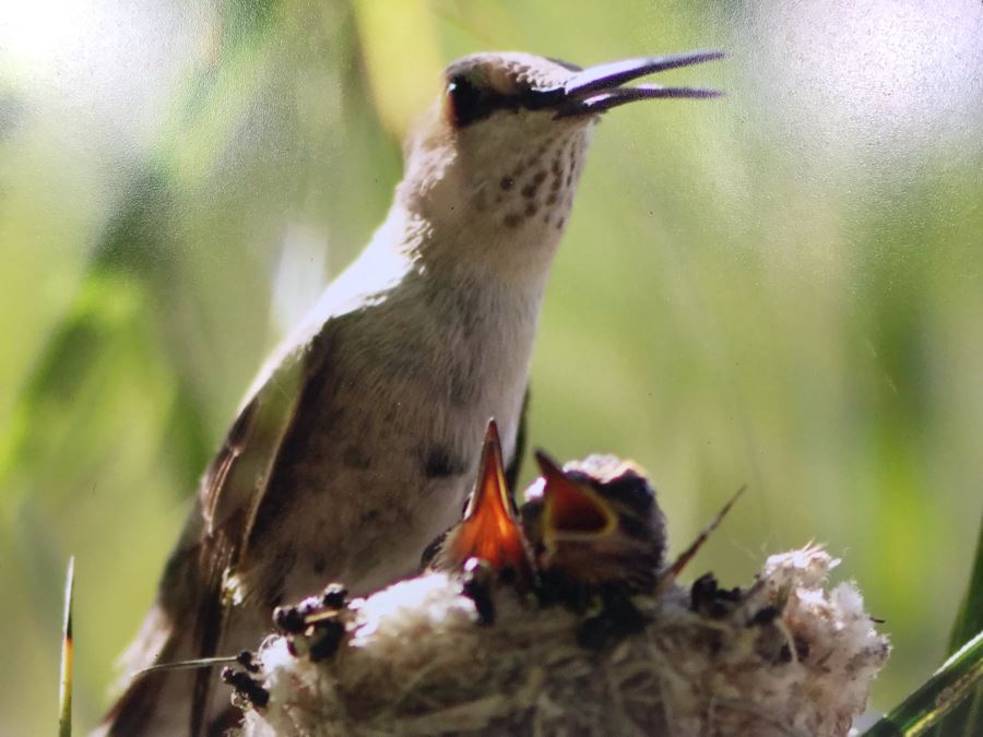 Randy Blackwood Hummingbird Photograph Mounted On Board 18 X 12 [Photo 4]