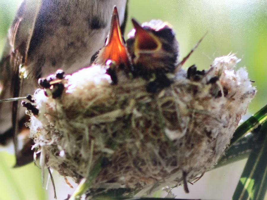 Randy Blackwood Hummingbird Photograph Mounted On Board 18 X 12 [Photo 6]