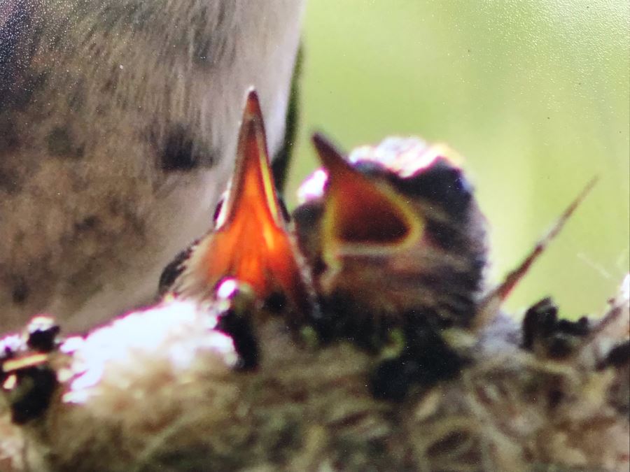 Randy Blackwood Hummingbird Photograph Mounted On Board 18 X 12 [Photo 5]