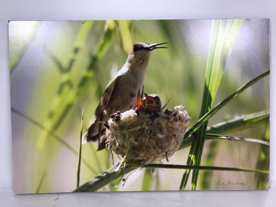 Randy Blackwood Hummingbird Photograph Mounted On Board 18 X 12