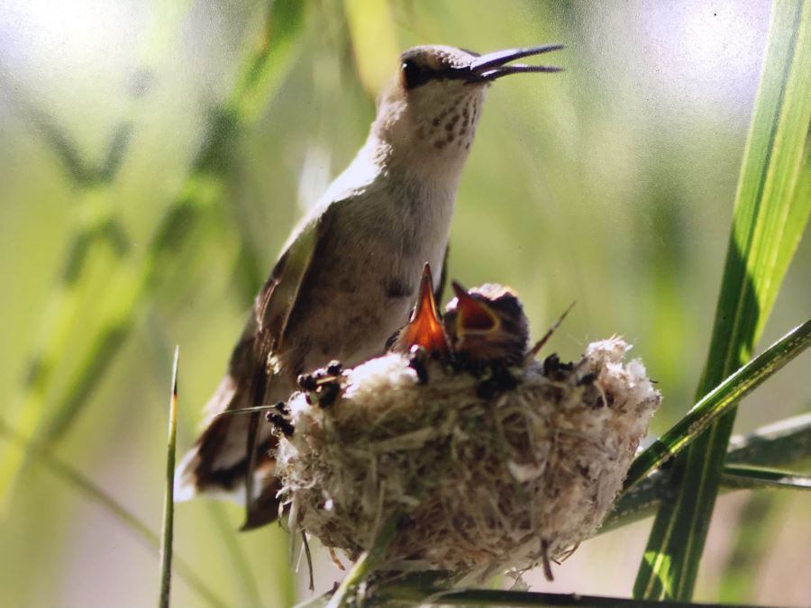 Randy Blackwood Hummingbird Photograph Mounted On Board 18 X 12 [Photo 3]