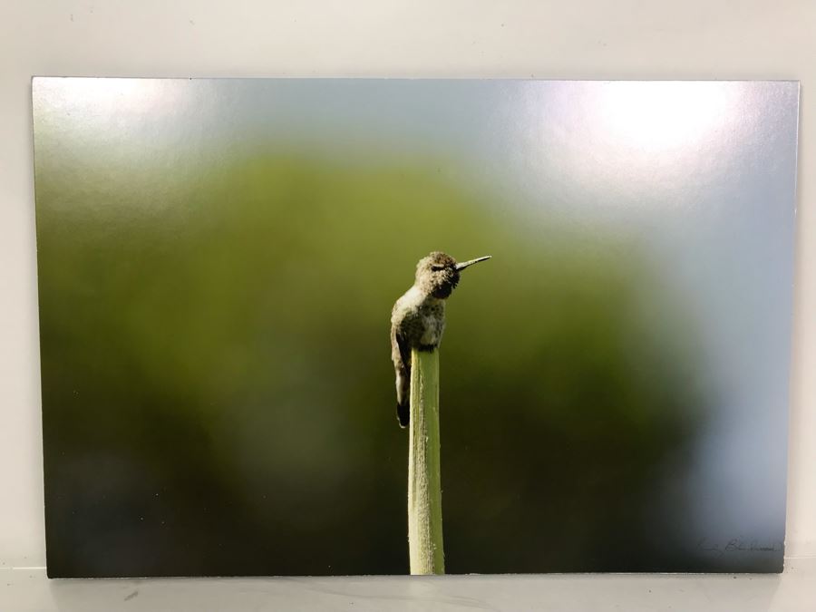 Randy Blackwood Hummingbird Photograph Mounted On Board 18 X 12 [Photo 2]
