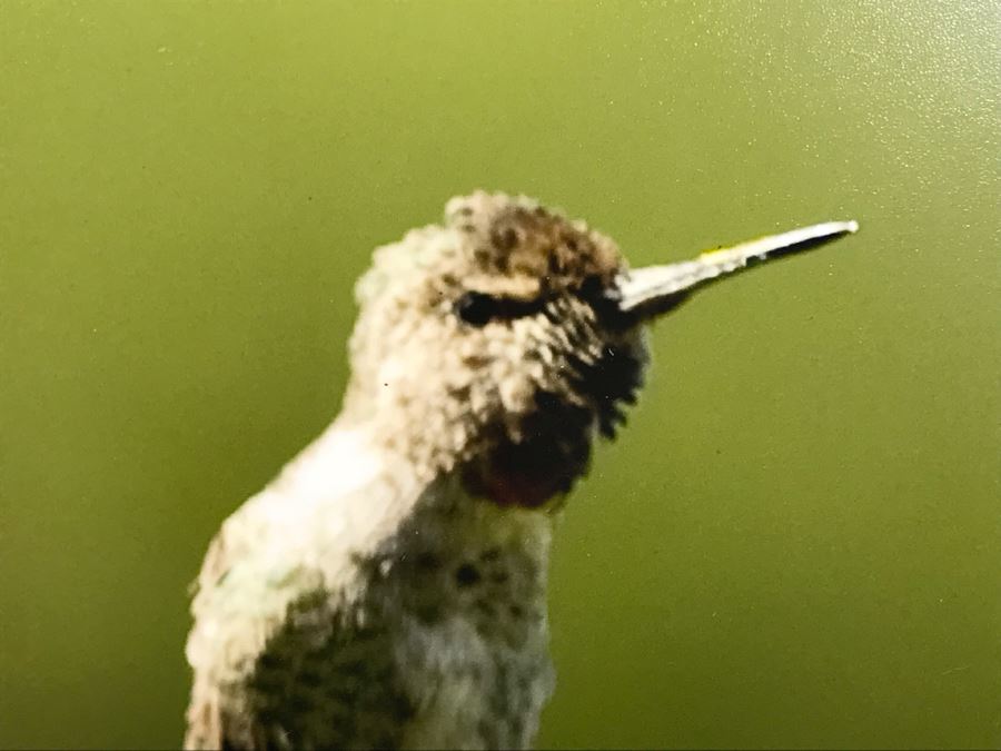 Randy Blackwood Hummingbird Photograph Mounted On Board 18 X 12 [Photo 4]