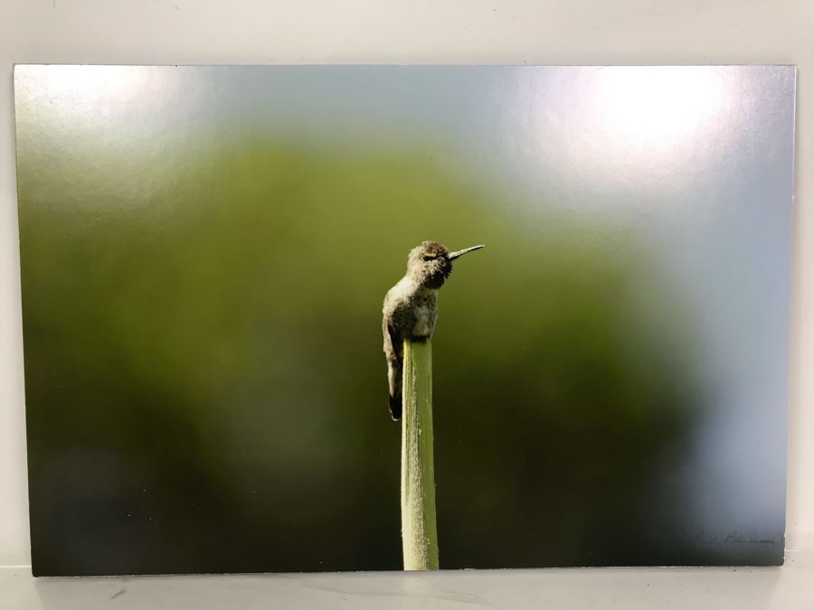 Randy Blackwood Hummingbird Photograph Mounted On Board 18 X 12 [Photo 1]
