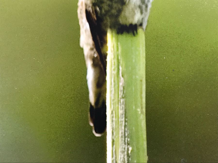 Randy Blackwood Hummingbird Photograph Mounted On Board 18 X 12 [Photo 6]