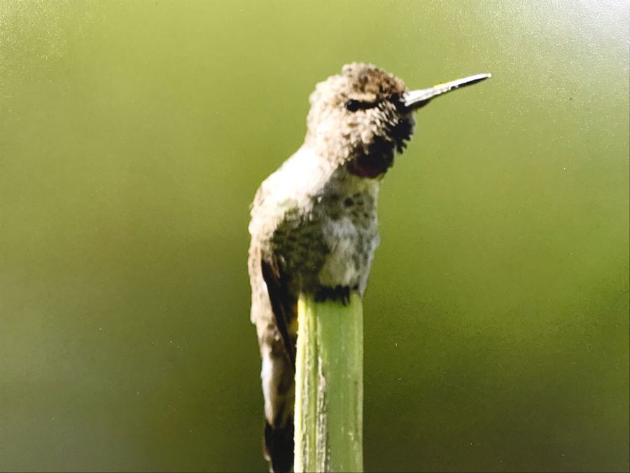 Randy Blackwood Hummingbird Photograph Mounted On Board 18 X 12 [Photo 3]