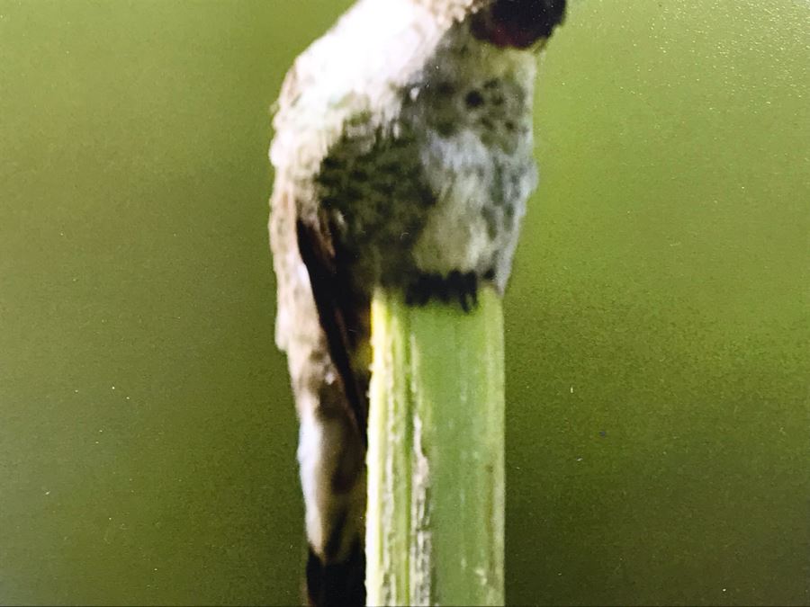 Randy Blackwood Hummingbird Photograph Mounted On Board 18 X 12 [Photo 5]