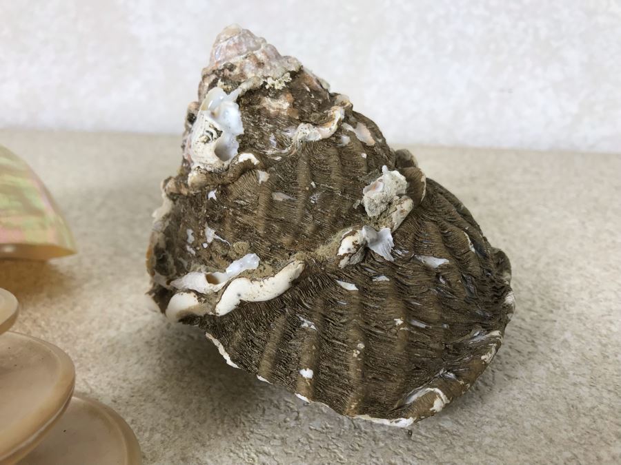 Three Organic Seashells [Photo 6]