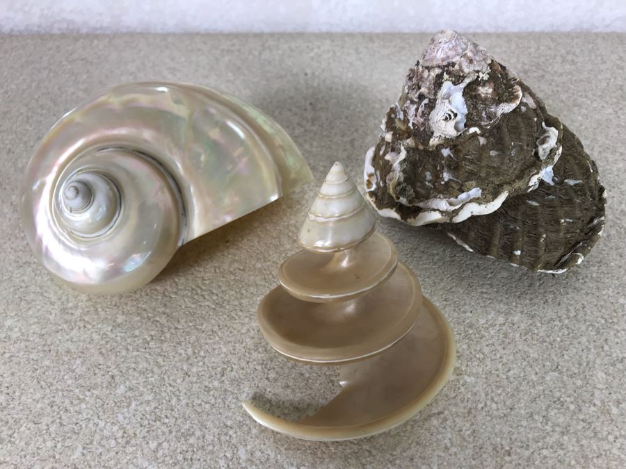 Three Organic Seashells [Photo 2]
