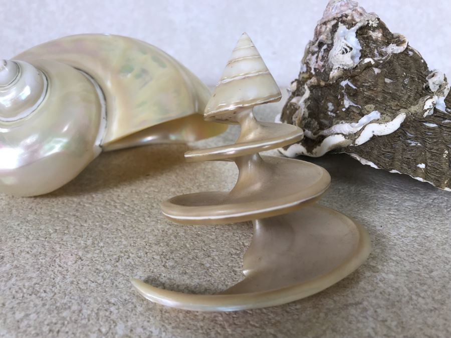 Three Organic Seashells [Photo 4]