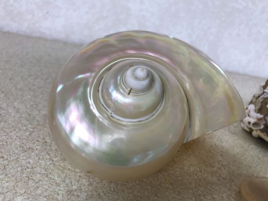 Three Organic Seashells [Photo 5]