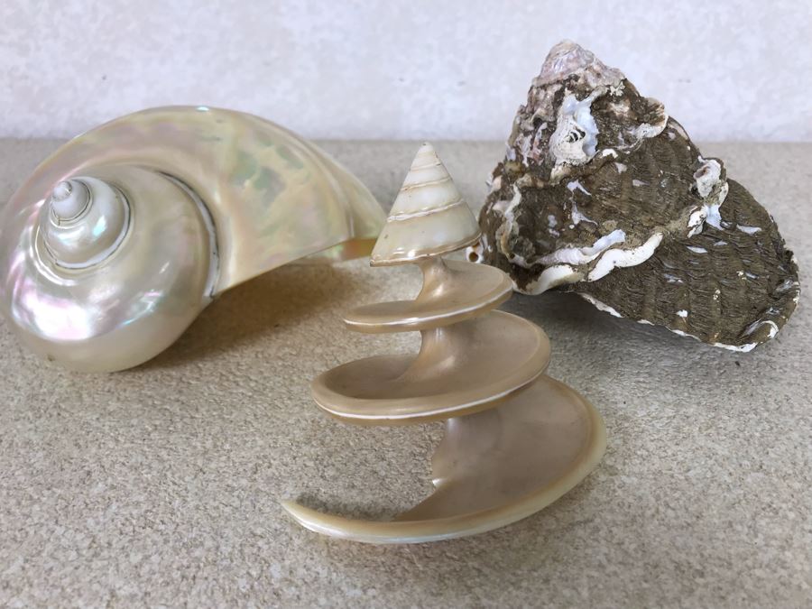 Three Organic Seashells [Photo 1]