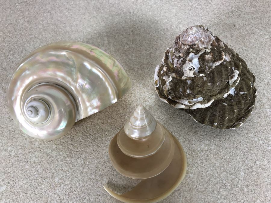 Three Organic Seashells [Photo 3]