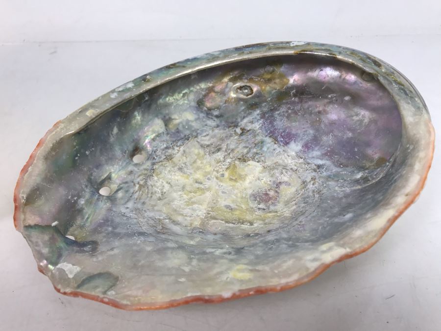 Large Pink Conch Seashell 11W X 8D X 5H And Large Abalone Seashell 8W X 6D [Photo 6]