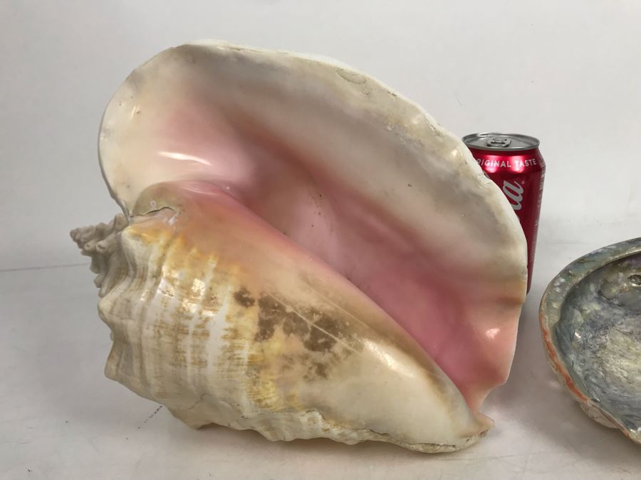Large Pink Conch Seashell 11W X 8D X 5H And Large Abalone Seashell 8W X 6D [Photo 3]