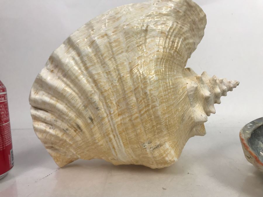 Large Pink Conch Seashell 11W X 8D X 5H And Large Abalone Seashell 8W X 6D [Photo 7]