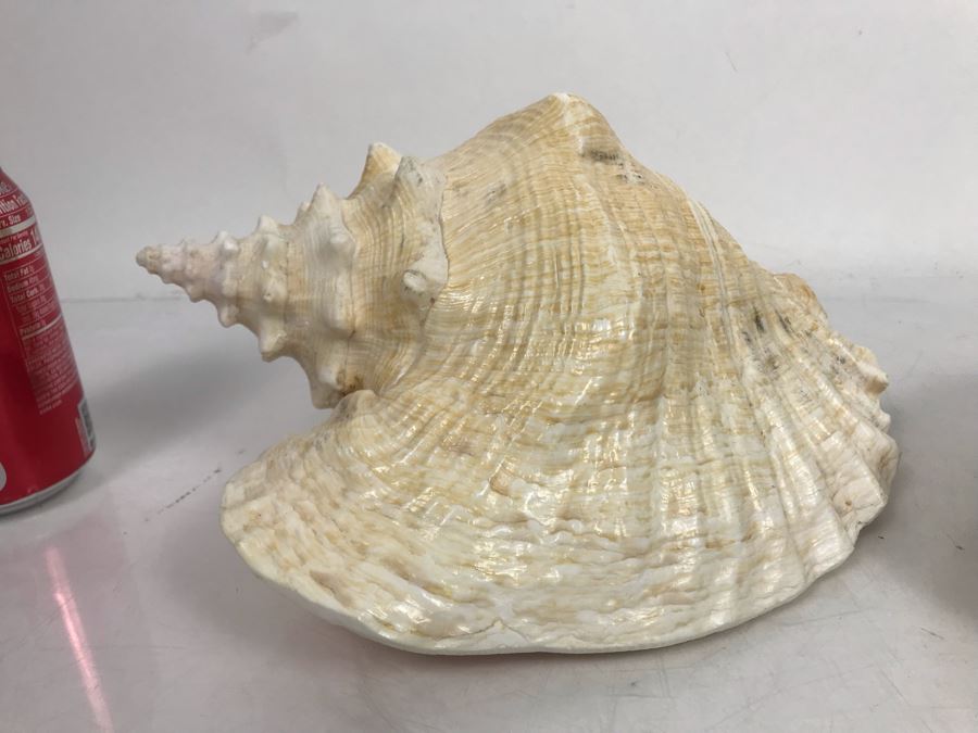 Large Pink Conch Seashell 11W X 8D X 5H And Large Abalone Seashell 8W X 6D [Photo 8]