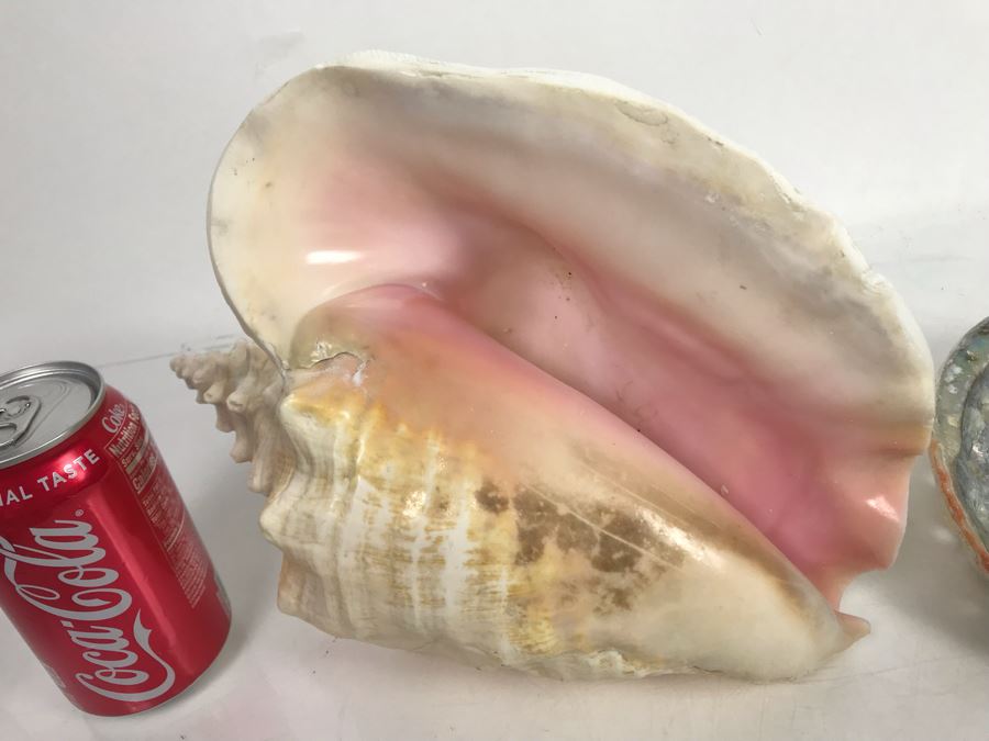 Large Pink Conch Seashell 11W X 8D X 5H And Large Abalone Seashell 8W X 6D [Photo 5]