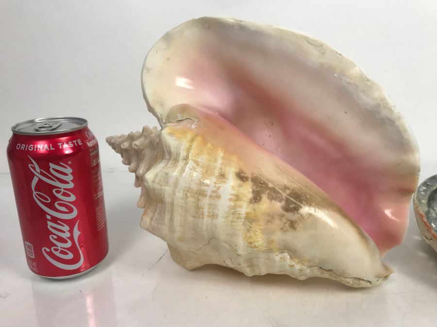 Large Pink Conch Seashell 11W X 8D X 5H And Large Abalone Seashell 8W X 6D [Photo 4]