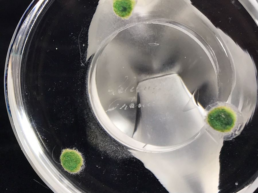 Signed Lalique France Crystal Swan Paperweight [Photo 7]