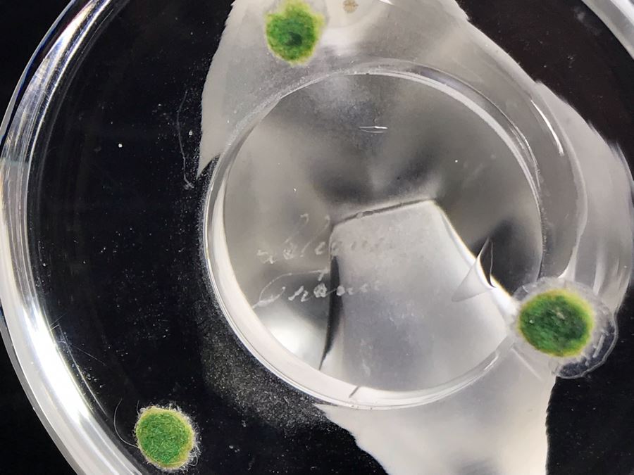 Signed Lalique France Crystal Swan Paperweight [Photo 6]