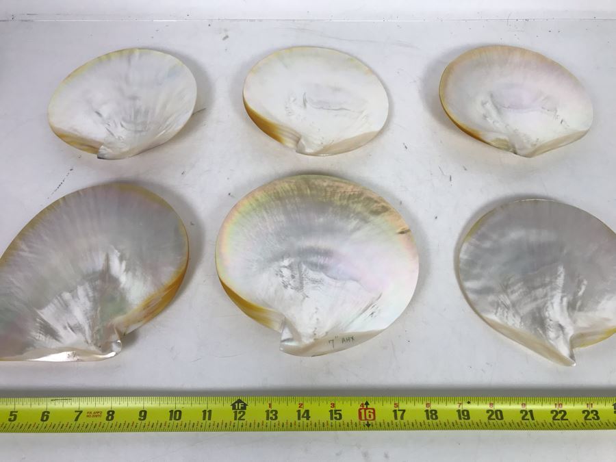 Set Of Six Organic Seashells [Photo 3]