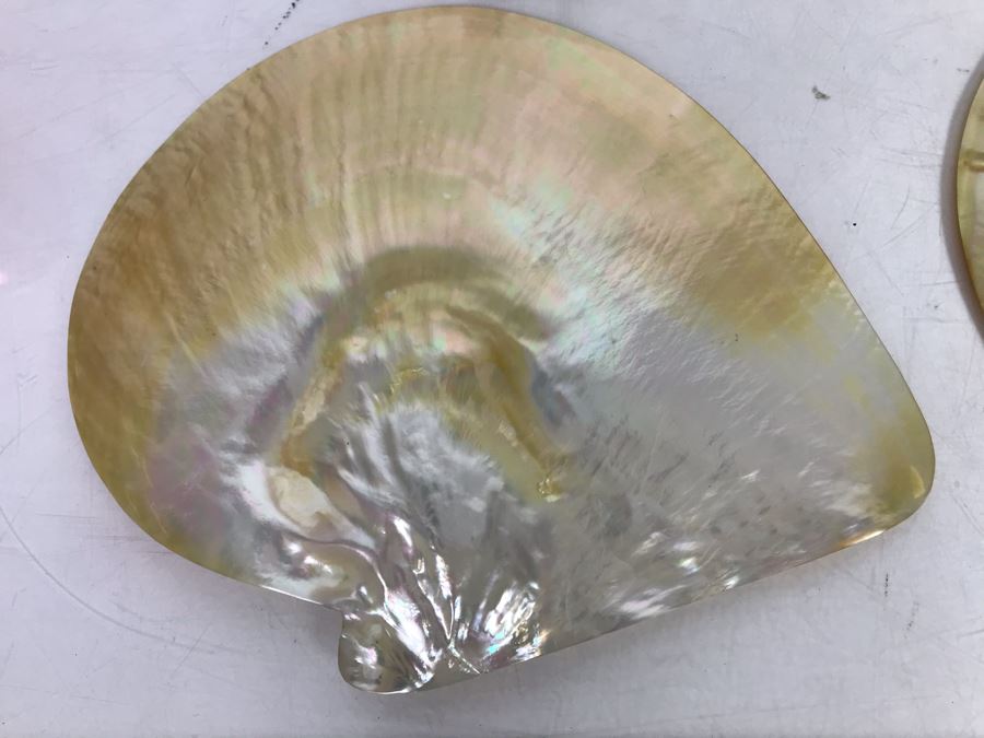 Set Of Six Organic Seashells [Photo 7]