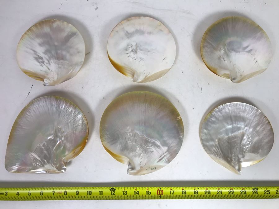 Set Of Six Organic Seashells [Photo 2]