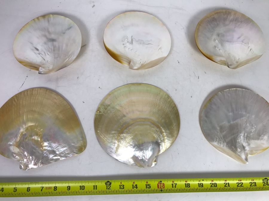 Set Of Six Organic Seashells [Photo 6]