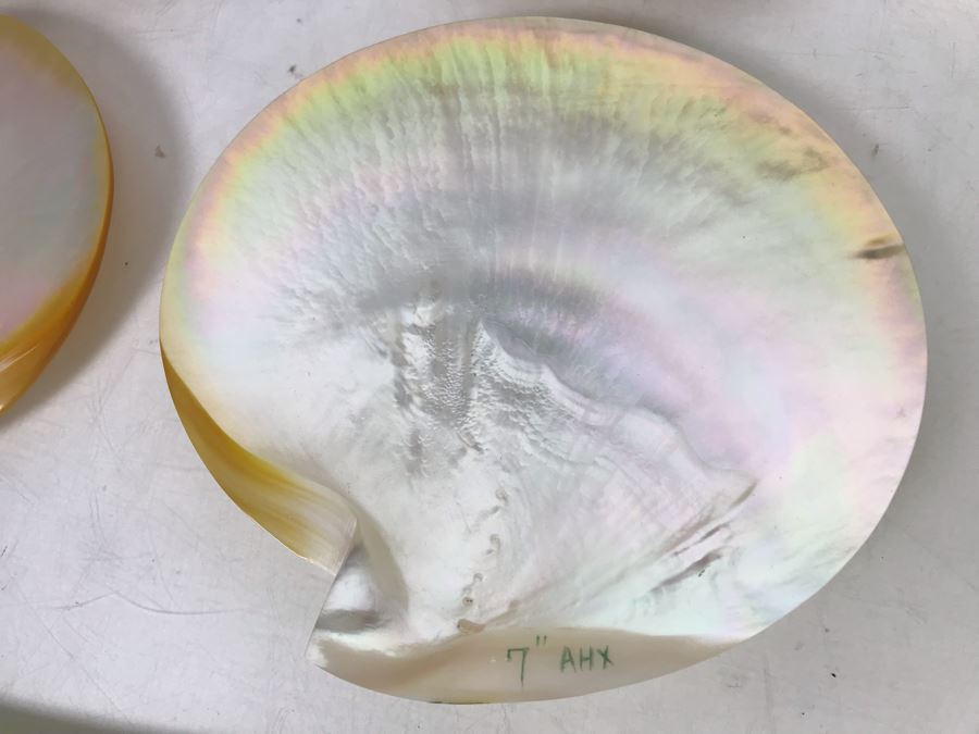 Set Of Six Organic Seashells [Photo 4]