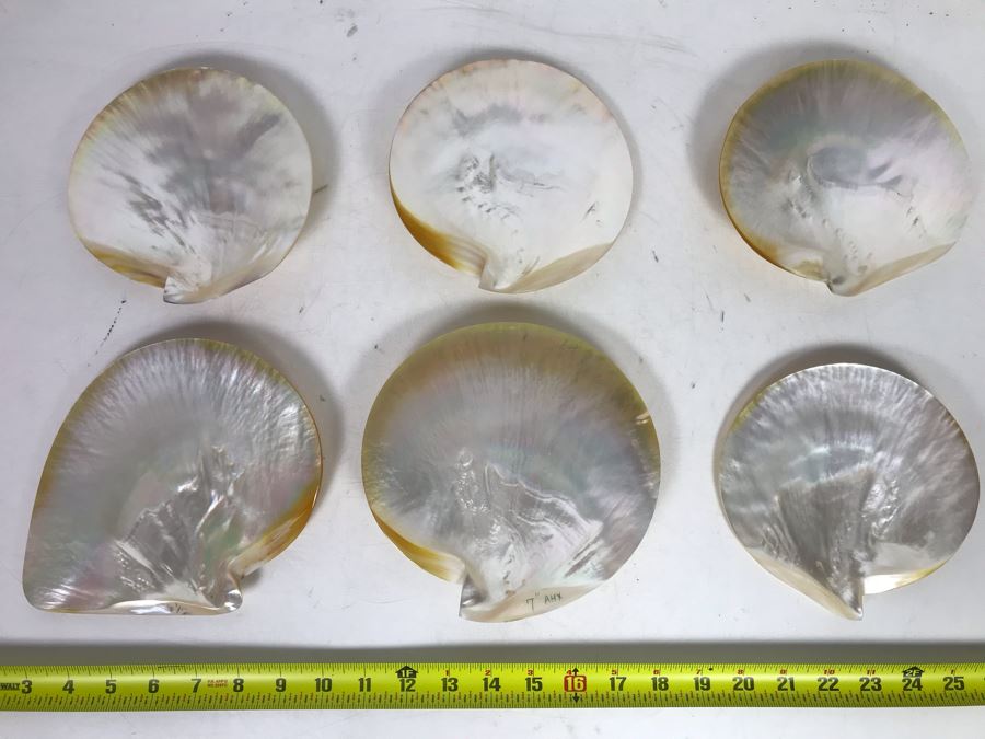 Set Of Six Organic Seashells