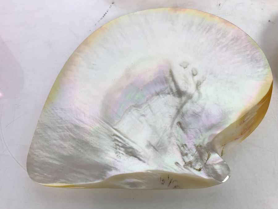 Set Of Six Organic Seashells [Photo 5]