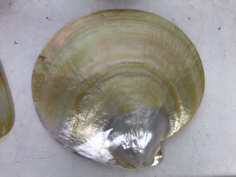 Set Of Six Organic Seashells [Photo 8]