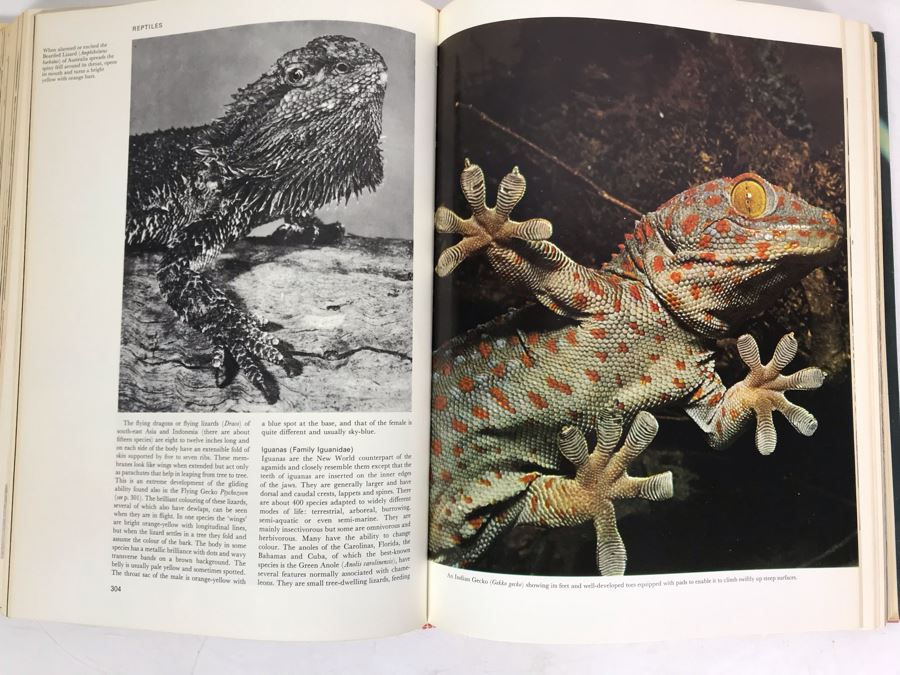 Larousse Encyclopeia Of Animal Life Book Fourth Impression 1971 [Photo 8]