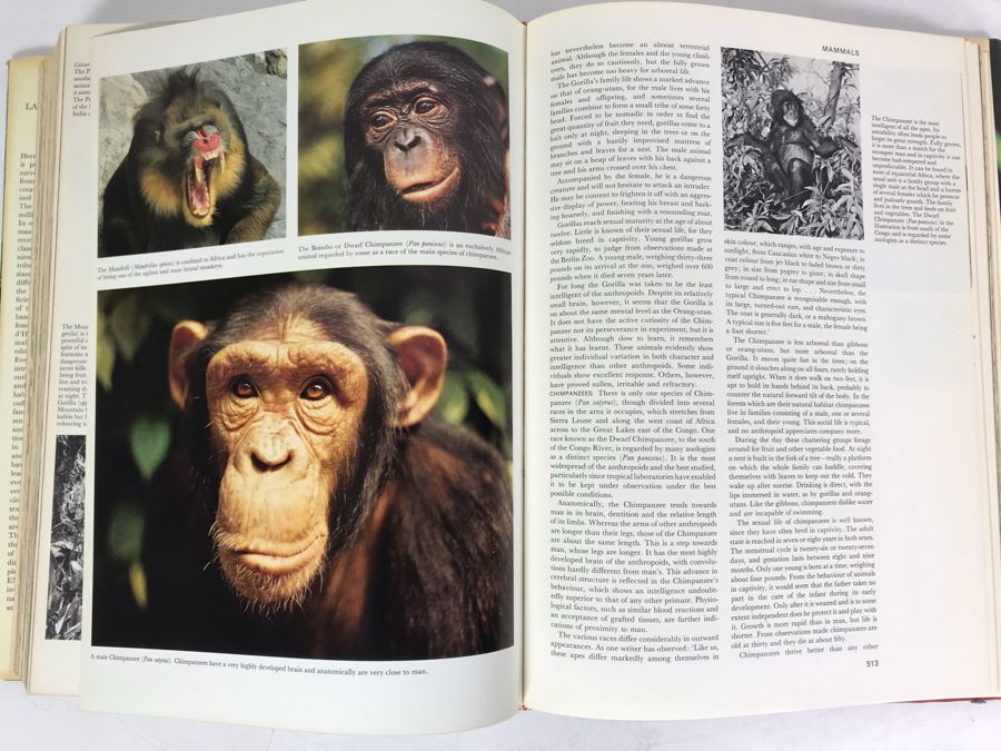Larousse Encyclopeia Of Animal Life Book Fourth Impression 1971 [Photo 9]