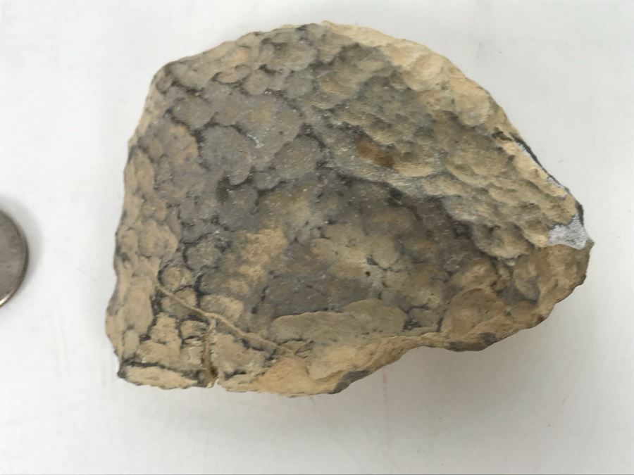 Hand Chipped Piece From Top Of The Masada Ancient Fortress In Israel's Judean Desert Overlooking Dead Sea [Photo 4]