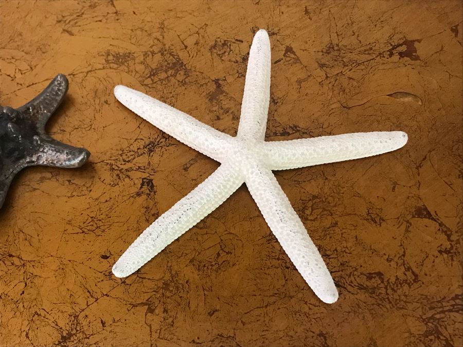 Decorative Starfish Decor [Photo 4]