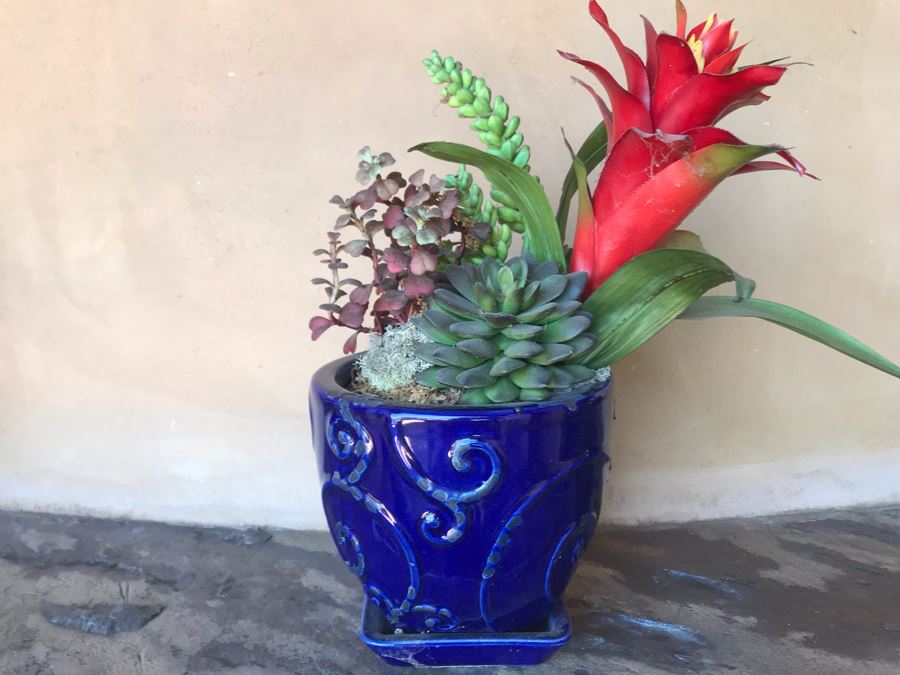(3) Blue Glazed Potted Succulent Plants [Photo 2]