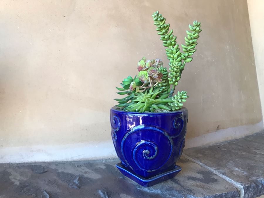 (3) Blue Glazed Potted Succulent Plants [Photo 5]