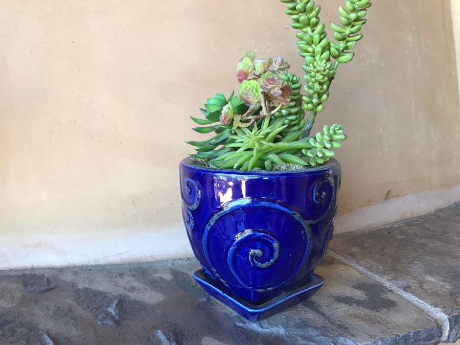 (3) Blue Glazed Potted Succulent Plants [Photo 6]