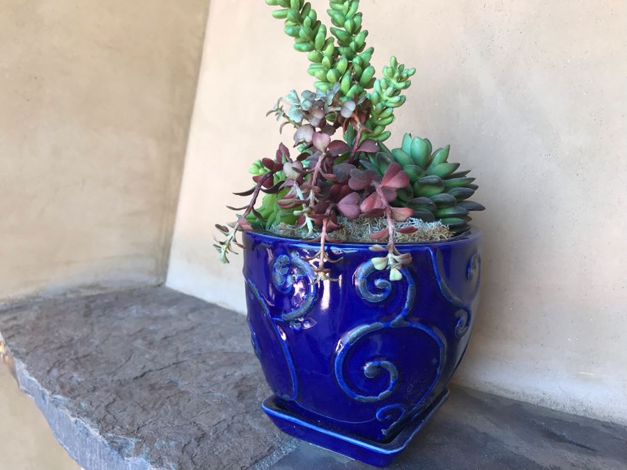 (3) Blue Glazed Potted Succulent Plants [Photo 3]