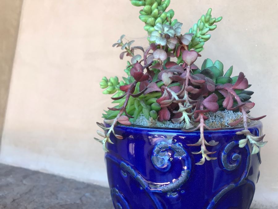 (3) Blue Glazed Potted Succulent Plants [Photo 4]