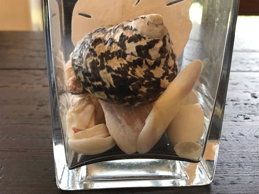 Glass Vase With Various Organic Seashells 4W X 6H [Photo 2]