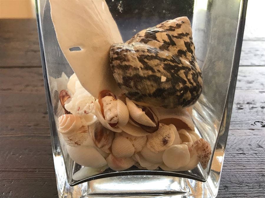 Glass Vase With Various Organic Seashells 4W X 6H [Photo 5]