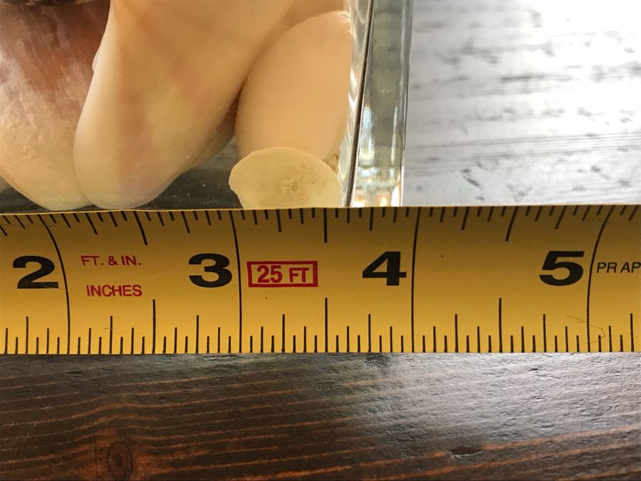 Glass Vase With Various Organic Seashells 4W X 6H [Photo 8]