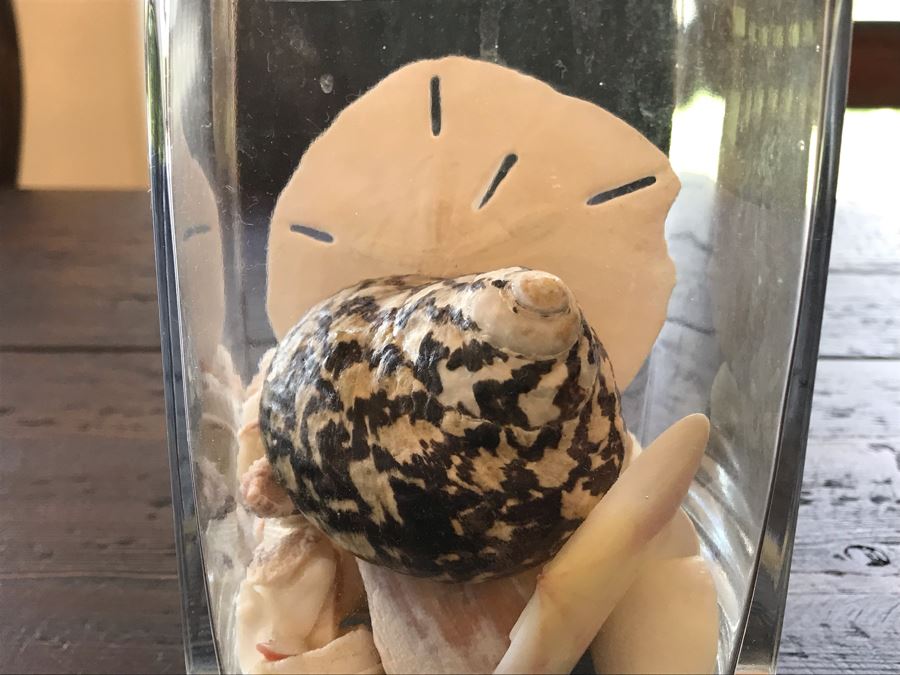 Glass Vase With Various Organic Seashells 4W X 6H [Photo 3]